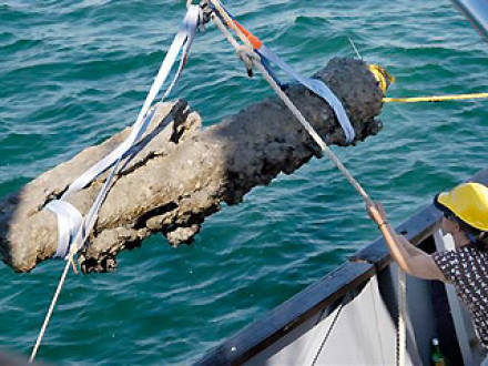 canon of the Queen Anne's Revenge lifted from the seabed.