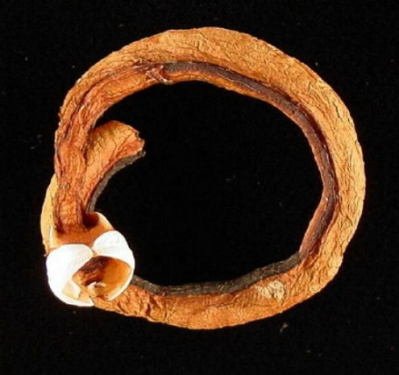 Example of a shipworm