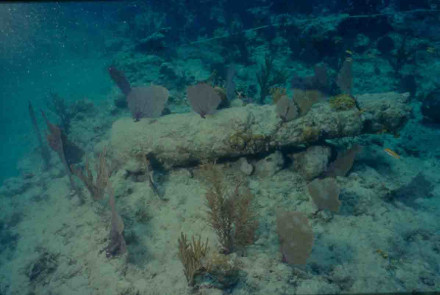 An underwater photo of a concretised cannon.