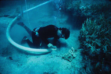 A diver excavates the hull of the Monte Cristi Pipe wreck (source: Hall 2006)