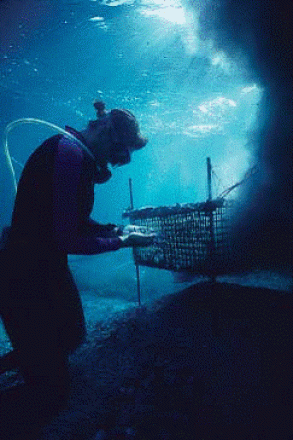 A diver uses a dredge screen to sift for objects buried in the sediment (source: Hall 2006)