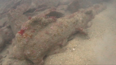 A cannon at the Salcombe Cannon wreck site.