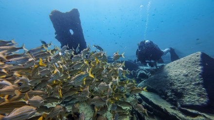 An underwater photoghraph of the wreck with a diver and brightly colored fish.