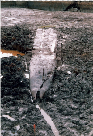 A photo of the dugout canoe lying bottom up in the ground.